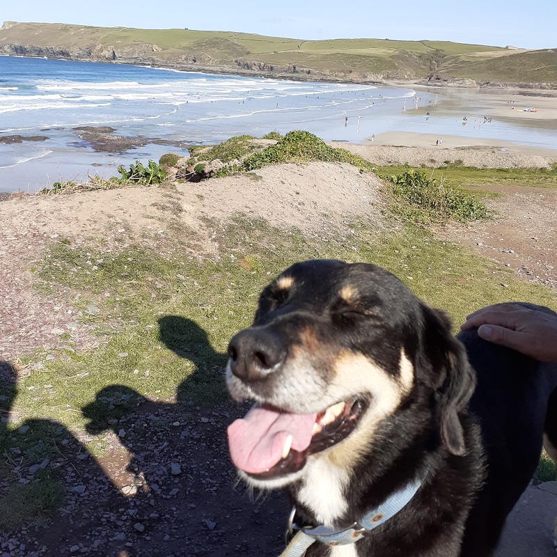 One of our favourite dogs